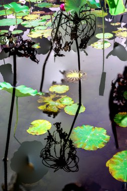Nilüfer yaprakları ve nilüfer yapraklarıyla sunulan zarif desenli tasarım.