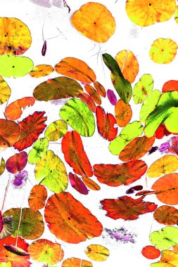 Nilüfer yaprakları ve nilüfer yapraklarıyla sunulan zarif desenli tasarım.