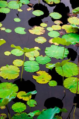 Nilüfer yaprakları ve nilüfer yapraklarıyla sunulan zarif desenli tasarım.