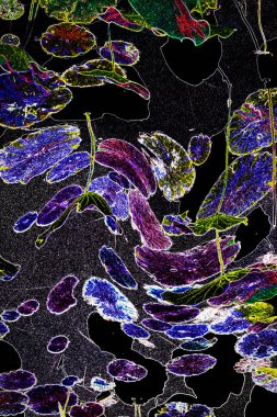 Nilüfer yaprakları ve nilüfer yapraklarıyla sunulan zarif desenli tasarım.