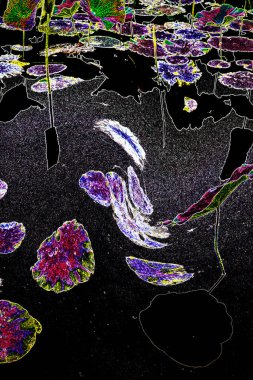 Nilüfer yaprakları ve nilüfer yapraklarıyla sunulan zarif desenli tasarım.