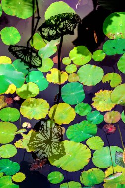 Nilüfer yaprakları ve nilüfer yapraklarıyla sunulan zarif desenli tasarım.