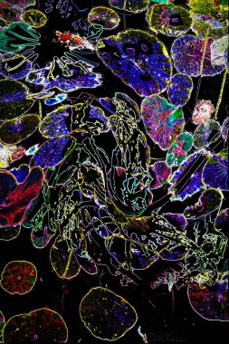 Nilüfer yaprakları ve nilüfer yapraklarıyla sunulan zarif desenli tasarım.