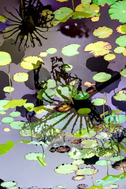 Nilüfer yaprakları ve nilüfer yapraklarıyla sunulan zarif desenli tasarım.