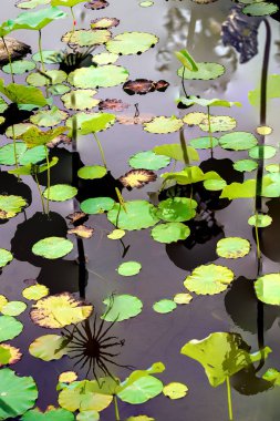 Nilüfer yaprakları ve nilüfer yapraklarıyla sunulan zarif desenli tasarım.