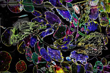 Nilüfer yaprakları ve nilüfer yapraklarıyla sunulan zarif desenli tasarım.