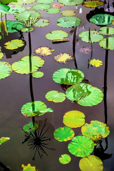 Elegant Pattern Design Presented Lotus Water Lily Leaves —  Fotos de Stock