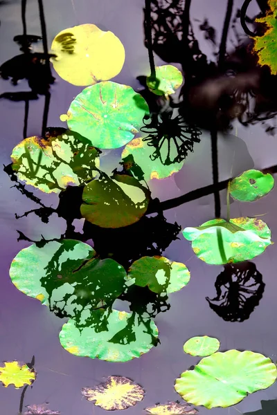 Modèle Élégant Présenté Avec Des Feuilles Lotus Nénuphar — Photo