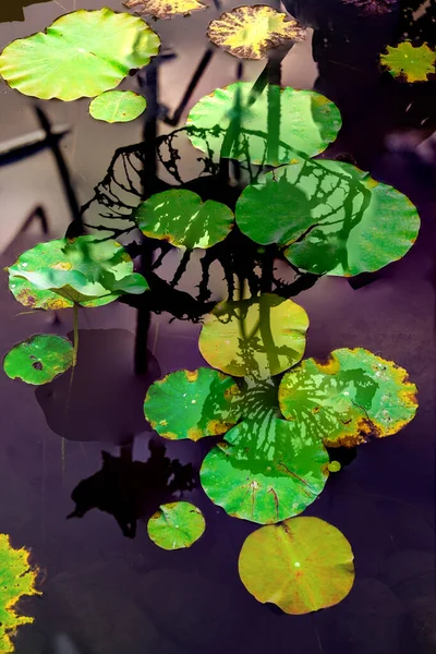 Elegant Pattern Design Presented Lotus Water Lily Leaves — Foto de Stock