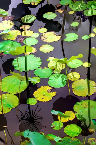 Elegant Pattern Design Presented Lotus Water Lily Leaves — Photo