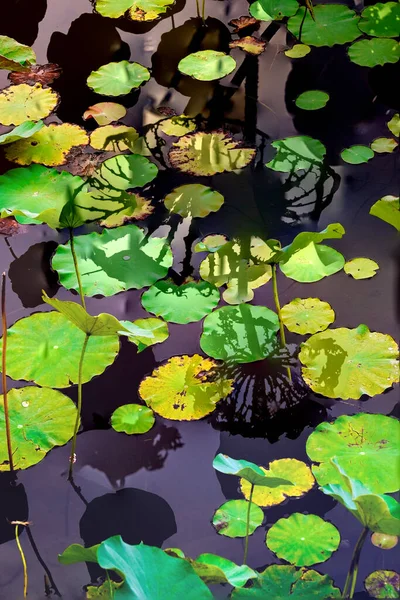 Elegant Pattern Design Presented Lotus Water Lily Leaves — Fotografia de Stock