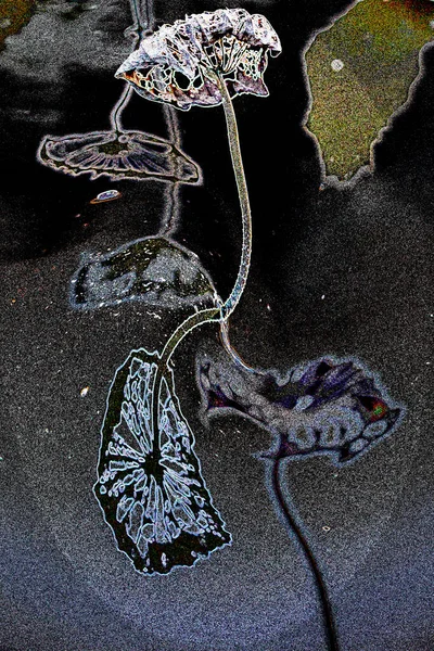 蓮と睡蓮の葉で表現されたエレガントなパターンデザイン — ストック写真