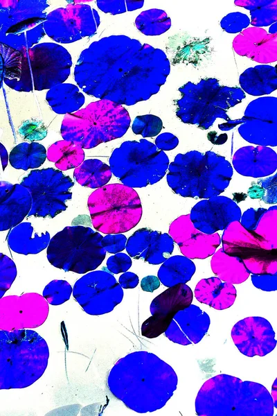 Nilüfer yaprakları ve nilüfer yapraklarıyla sunulan zarif desenli tasarım.