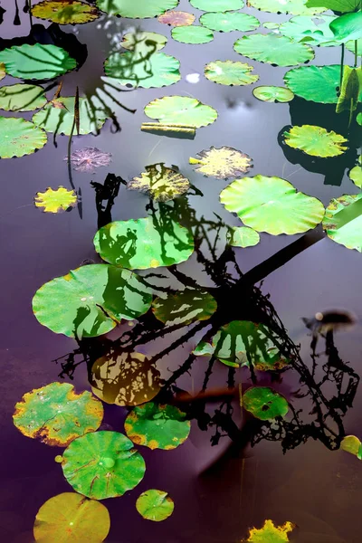 Elegant Pattern Design Presented Lotus Water Lily Leaves — Zdjęcie stockowe
