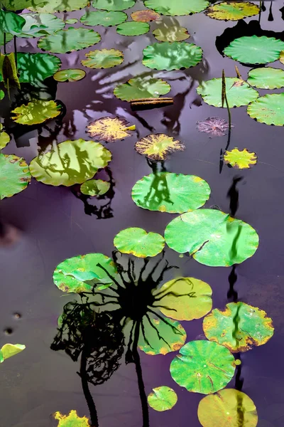 Design Padrão Elegante Apresentado Com Lótus Folhas Lírio Água — Fotografia de Stock