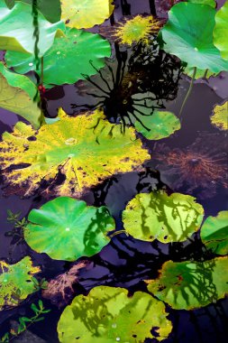 Nilüfer yaprakları ve nilüfer yapraklarıyla sunulan zarif desenli tasarım.