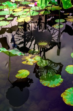 Nilüfer yaprakları ve nilüfer yapraklarıyla sunulan zarif desenli tasarım.