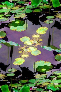 Nilüfer yaprakları ve nilüfer yapraklarıyla sunulan zarif desenli tasarım.