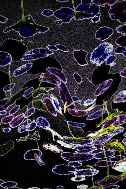 Nilüfer yaprakları ve nilüfer yapraklarıyla sunulan zarif desenli tasarım.