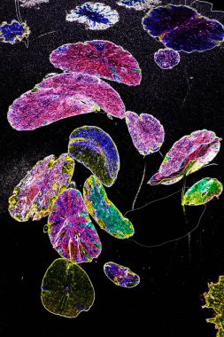 Nilüfer yaprakları ve nilüfer yapraklarıyla sunulan zarif desenli tasarım.