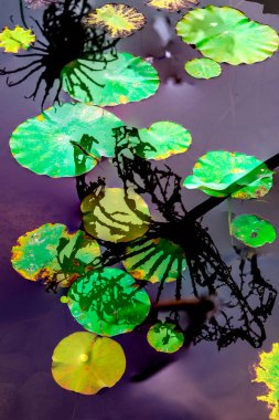 Nilüfer yaprakları ve nilüfer yapraklarıyla sunulan zarif desenli tasarım.