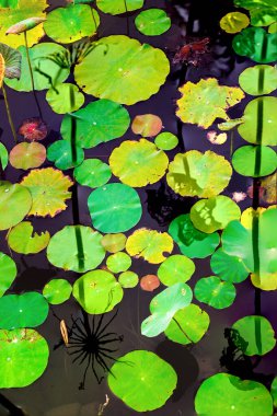 Nilüfer yaprakları ve nilüfer yapraklarıyla sunulan zarif desenli tasarım.