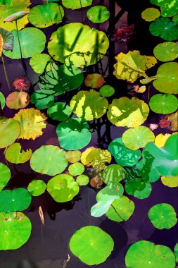 Nilüfer yaprakları ve nilüfer yapraklarıyla sunulan zarif desenli tasarım.