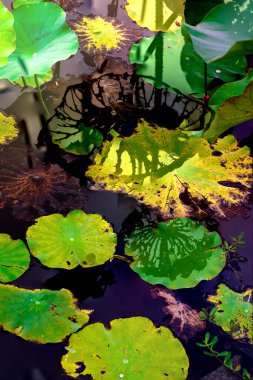 Nilüfer yaprakları ve nilüfer yapraklarıyla sunulan zarif desenli tasarım.