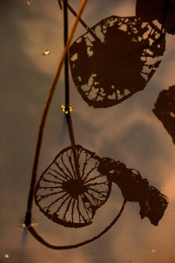 Nilüfer yaprakları ve nilüfer yapraklarıyla sunulan zarif desenli tasarım.