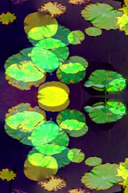 Nilüfer yaprakları ve nilüfer yapraklarıyla sunulan zarif desenli tasarım.