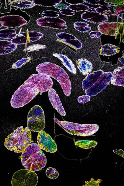 Nilüfer yaprakları ve nilüfer yapraklarıyla sunulan zarif desenli tasarım.