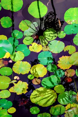Nilüfer yaprakları ve nilüfer yapraklarıyla sunulan zarif desenli tasarım.