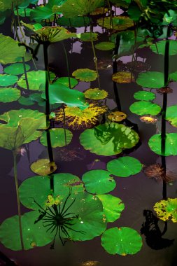 Nilüfer yaprakları ve nilüfer yapraklarıyla sunulan zarif desenli tasarım.