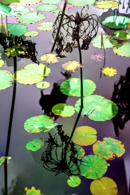 Nilüfer yaprakları ve nilüfer yapraklarıyla sunulan zarif desenli tasarım.