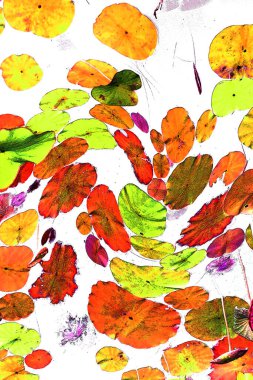 Nilüfer yaprakları ve nilüfer yapraklarıyla sunulan zarif desenli tasarım.