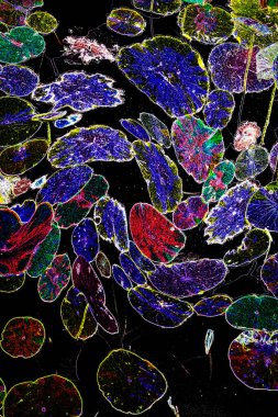 Nilüfer yaprakları ve nilüfer yapraklarıyla sunulan zarif desenli tasarım.