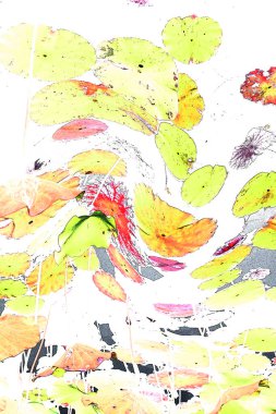 Nilüfer yaprakları ve nilüfer yapraklarıyla sunulan zarif desenli tasarım.