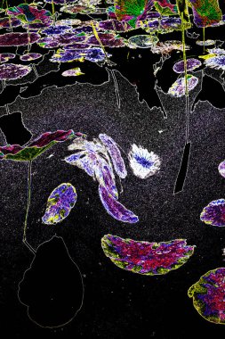 Nilüfer yaprakları ve nilüfer yapraklarıyla sunulan zarif desenli tasarım.