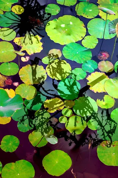 Elegant Pattern Design Presented Lotus Water Lily Leaves — стоковое фото