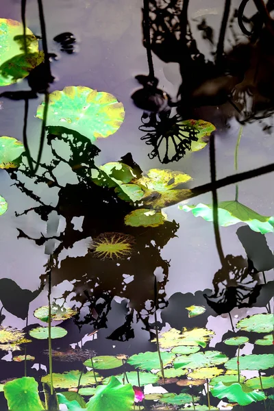 Nilüfer yaprakları ve nilüfer yapraklarıyla sunulan zarif desenli tasarım.