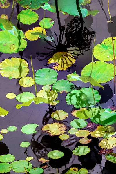 Elegant Pattern Design Presented Lotus Water Lily Leaves —  Fotos de Stock