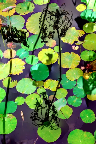 Elegant Pattern Design Presented Lotus Water Lily Leaves — 스톡 사진