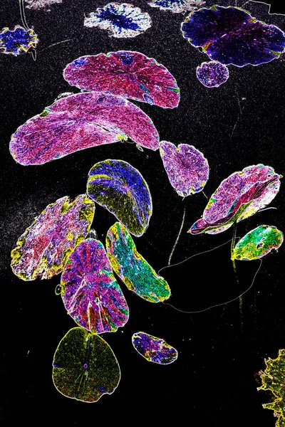 Nilüfer yaprakları ve nilüfer yapraklarıyla sunulan zarif desenli tasarım.