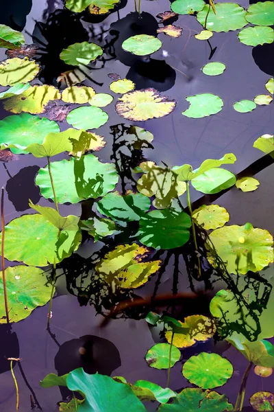 Elegant Pattern Design Presented Lotus Water Lily Leaves — Photo