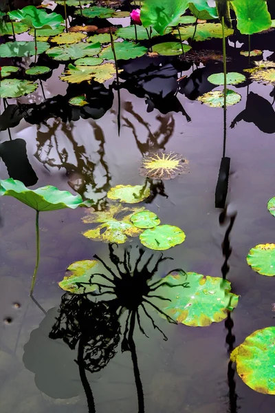 Elegant Pattern Design Presented Lotus Water Lily Leaves — Zdjęcie stockowe