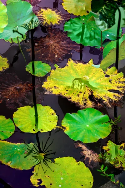 Elegant Pattern Design Presented Lotus Water Lily Leaves — ストック写真