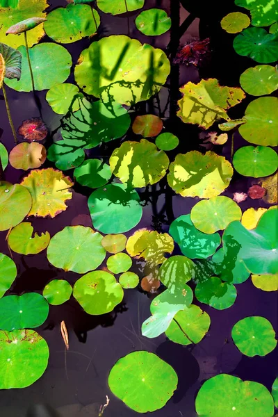 Nilüfer yaprakları ve nilüfer yapraklarıyla sunulan zarif desenli tasarım.