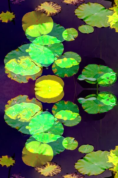 Elegant Pattern Design Presented Lotus Water Lily Leaves — ストック写真