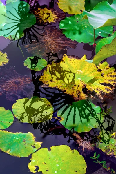 Elegant Pattern Design Presented Lotus Water Lily Leaves — Fotografia de Stock