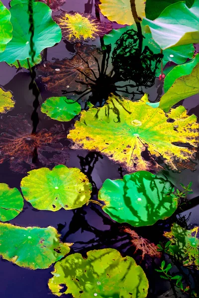 Nilüfer yaprakları ve nilüfer yapraklarıyla sunulan zarif desenli tasarım.